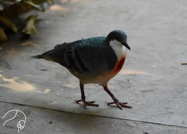 Pombo-apunhalado, Pombo-apunhalado Gallicolumba luzonica Vi…