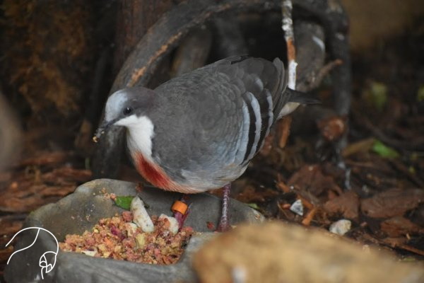 Pombo-apunhalado, Pombo-apunhalado Gallicolumba luzonica Vi…