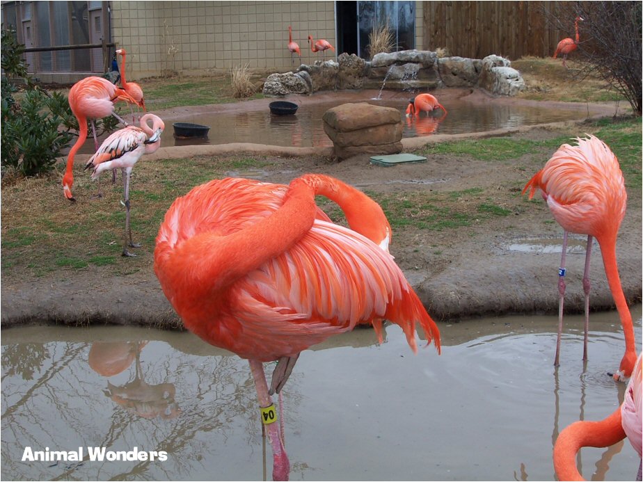 American Flamingo Tulsa Zoo