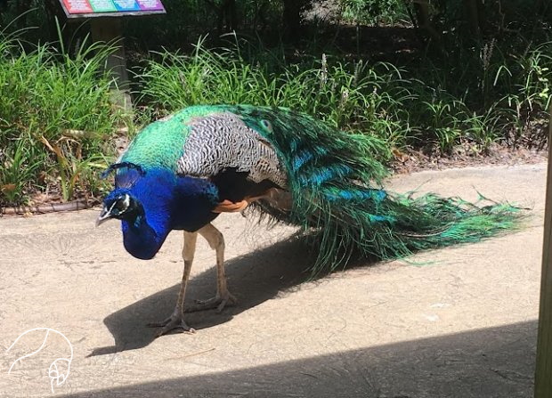 Inspired by Peacock Feathers - National Solutions