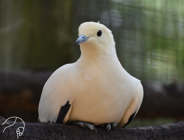 Animal Wonders Pied Imperial Pigeon