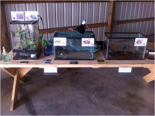 native herp display November 2013