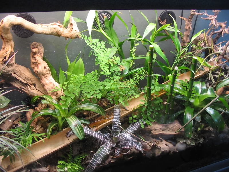 1000+ images about Vivarium, Aquarium, & Terrariums on